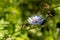 Close-up of blooming cichorium and bee inside it