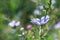 Close-up of blooming cichorium stem at meadow with copy space