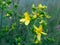 Close-up of blooming common or perforate Saint John`s wort. Hypericum perforatum