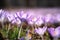 Close up blooming crocus flowers in the park. Spring landscape. Beauty in nature