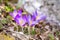 Close up blooming crocus flowers in the park. Spring landscape. Beauty in nature