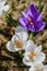 Close-up of blooming crocuses in early spring