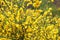 Close-up of blooming cytisus scoparius, yellow broom. Shrub brunches with blossoms in spring, selective focus. Beauty of