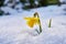 Close up of blooming daffodil in snow