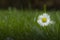 Close up of blooming daisy flower Bellis perennis in garden on spring time. Lawn daisy or English daisy. Detail of bright daisy