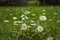 Close up of blooming daisy flowers Bellis perennis in garden on spring time. Lawn daisy or English daisy. Detail of bright