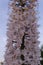 Close-up of blooming and densely growing delicate light flowers of Eremurus against the blue sky