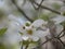 Close Up of a Blooming Dogwood Flower