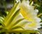 Close-up of blooming dragon fruit flower. Large tropical flower with white petals, yellow stamen.