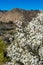 Close up of Blooming endemic bush. White flowers of Retama rhodorhizoides. National Park Teide, Tenerife, Canary Islands.