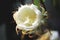 Close up of blooming Epiphyllum oxypetalum