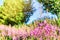 Close up of blooming fireweed flowers