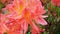 Close-up of a blooming flower in the garden.