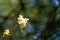 Close-up of blooming flower winter honeysuckle Lonicera fragrantissima standishii, or January jasmine