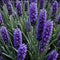 Close up of blooming flowerbeds of amazing lavender purple flowers on dark moody floral ured Photorealistic