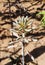 Close up on blooming flowers from an aloe vera plant