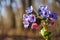 Close-up of blooming flowers Pulmonaria mollis in sunny spring day