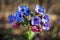 Close-up of blooming flowers Pulmonaria mollis in sunny spring day, selective focus