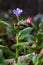 Close-up of blooming flowers Pulmonaria mollis in sunny spring day, selective focus .closeup detail of meadow flower - wild