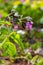 Close-up of blooming flowers Pulmonaria mollis in sunny spring day, selective focus .closeup detail of meadow flower - wild