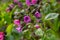 Close-up of blooming flowers Pulmonaria mollis in sunny spring day, selective focus .closeup detail of meadow flower - wild