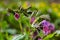 Close-up of blooming flowers Pulmonaria mollis in sunny spring day, selective focus .closeup detail of meadow flower - wild