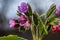 Close-up of blooming flowers Pulmonaria mollis in sunny spring day, selective focus .closeup detail of meadow flower - wild