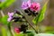 Close-up of blooming flowers Pulmonaria mollis in sunny spring day, selective focus .closeup detail of meadow flower - wild