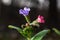 Close-up of blooming flowers Pulmonaria mollis in sunny spring day, selective focus .closeup detail of meadow flower - wild