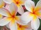 Close up blooming frangipani flowers