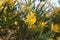 Close up of blooming golden wattle flower cluster