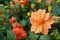 Close-up of blooming gorgeous dahlias growing in a flowerbed.