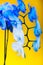 Close up blooming gradient blue and white potted phalaenopsis orchid flowers on bright yellow background. Artificially