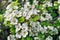 Close-up of blooming hawthorn