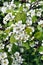 Close-up of blooming hawthorn