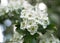 Close-up of blooming hawthorn in the spring