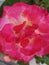 Close-up of the blooming head of a rose with mottled pink petals