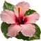 Close-up of a blooming hibiscus flower.