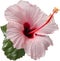 Close-up of a blooming hibiscus flower.