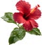 Close-up of a blooming hibiscus flower.