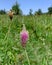 Close up blooming Hoary plantain growing wild in green grassy meadow