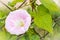 Close-up of a blooming Ipomoea alba, commonly called Moonflower