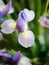 A close of up of blooming irises