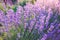 Close up of blooming lavender flowers under the summer sun rays.