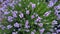 Close-up on the blooming lavender in the summer