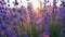 Close-up blooming lavender swaying in wind at sunset. Lavender purple aromatic flowers at lavender fields of the french