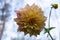 Close-up of  blooming light dahlia against the sky