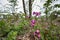 Close up of blooming lilac Purple Red campion, Silene dioica,