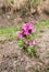 Close up of blooming lilac Purple Red campion, Silene dioica,