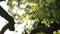 Close up of blooming linden, lime tree in bloom. Sunny summer day